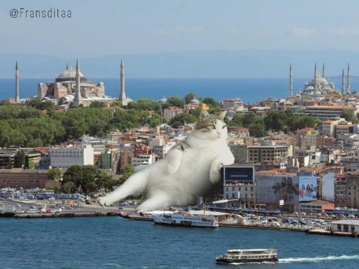 חתולי ענק השתלטו על העולם