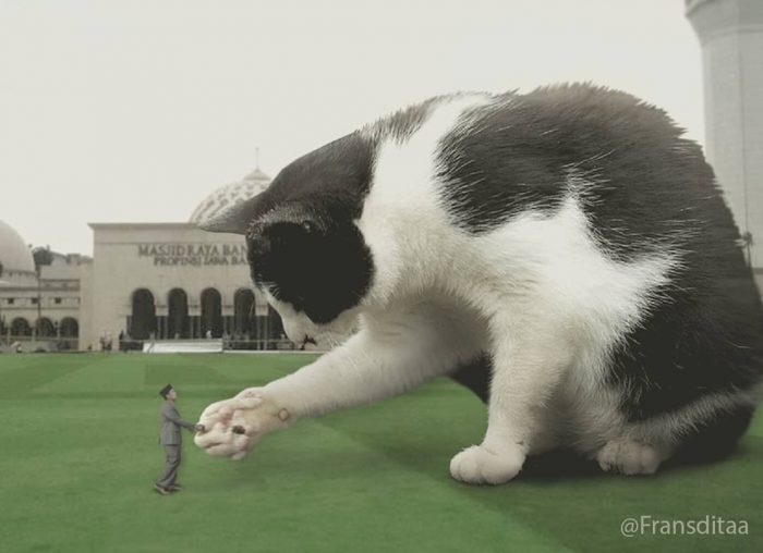 חתולי ענק השתלטו על העולם