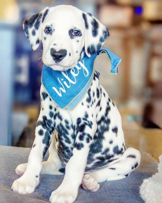 דלמטי עם לב על האף