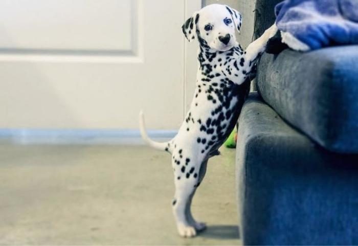 דלמטי עם לב על האף