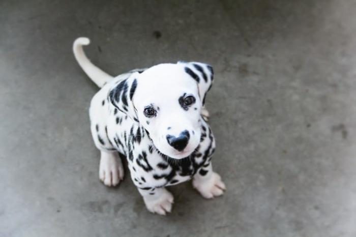 דלמטי עם לב על האף