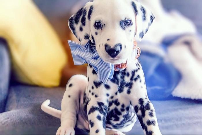 דלמטי עם לב על האף