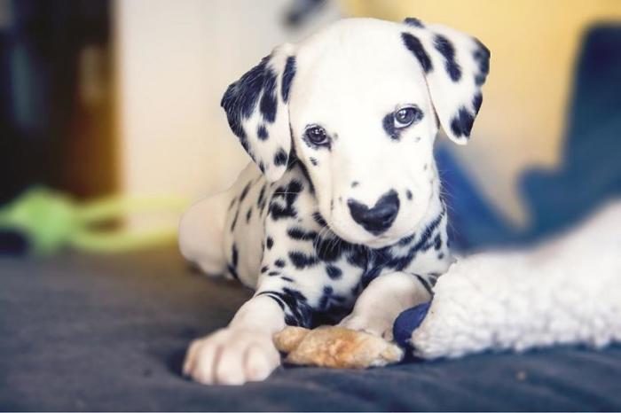 דלמטי עם לב על האף