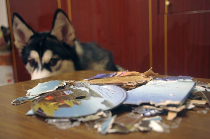 מה עושים כלבים כשאין אף אחד בבית?