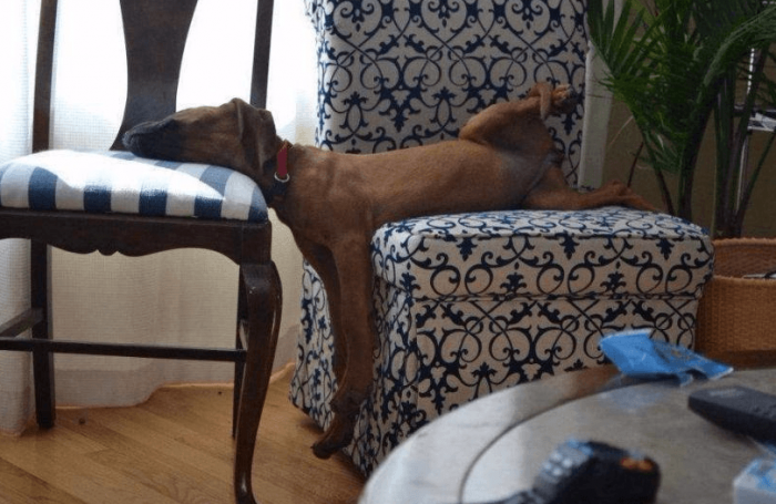 מה עושים כלבים כשאין אף אחד בבית?