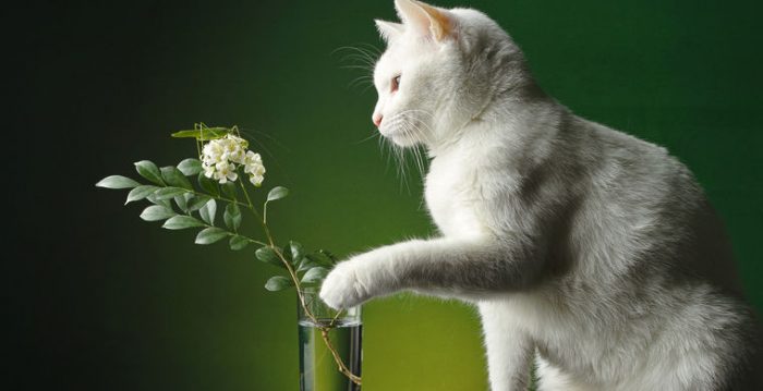 החתול עומד לזרוק את האגרטל על הרצפה.