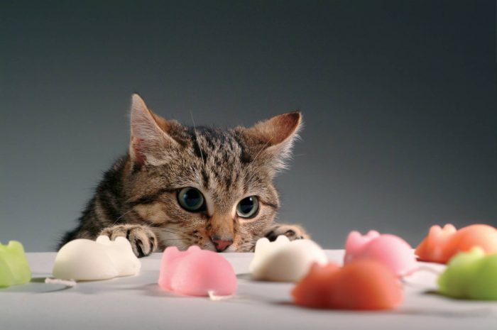 חתול מול צעצועים בצורת עכברים