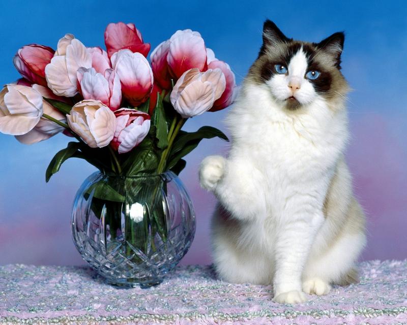 למה חתולים אוהבים להפיל דברים?