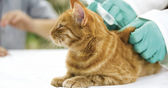 חיסון לחתולים