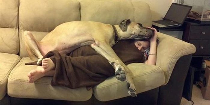 הכלב ישן על בעליו