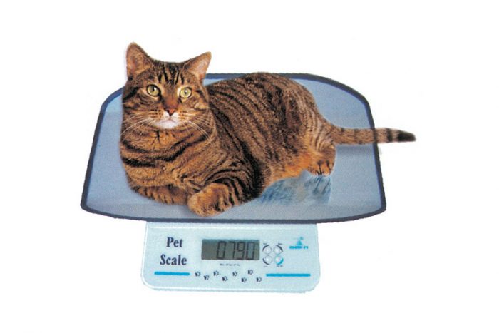 חתול על המשקל