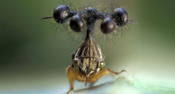 לוויתן גדול-סבך ברזילאי עם גידולים כדוריים