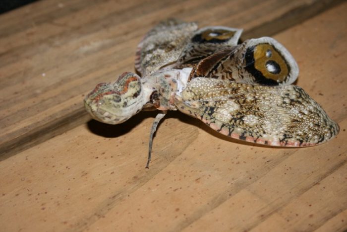 פנס-פרח סורינאם