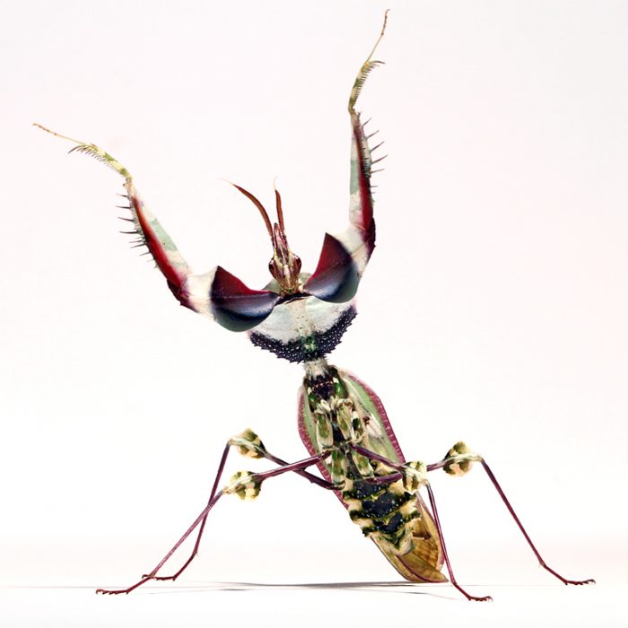 גְמָל שְׁלֹמֹה