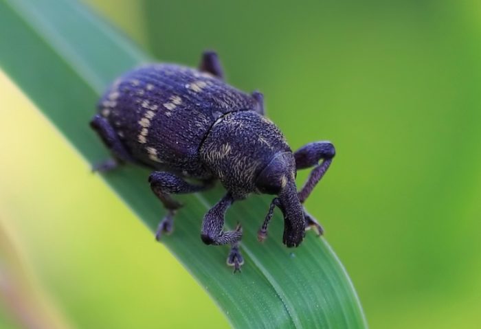 חדקונית האורן