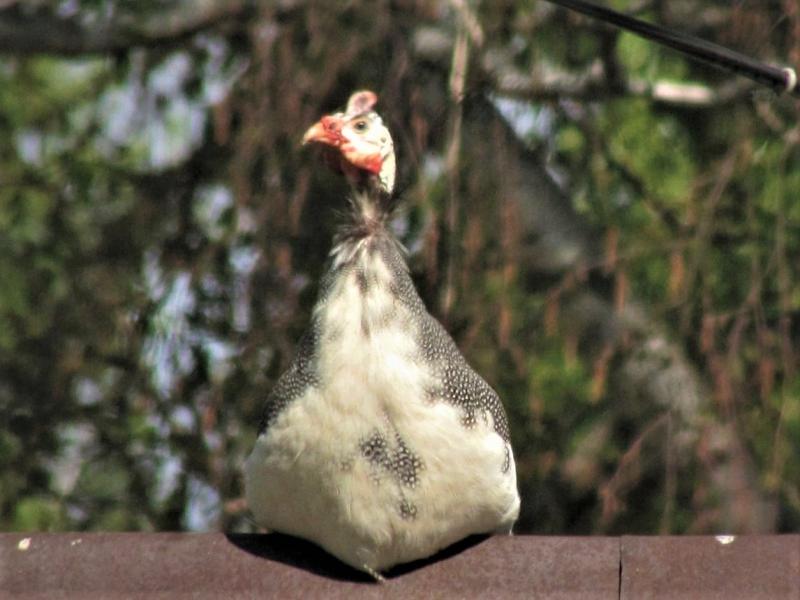 הגזעים היפים והפרודוקטיביים ביותר של עופות גינאה
