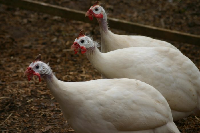 עוף גינאה לבן