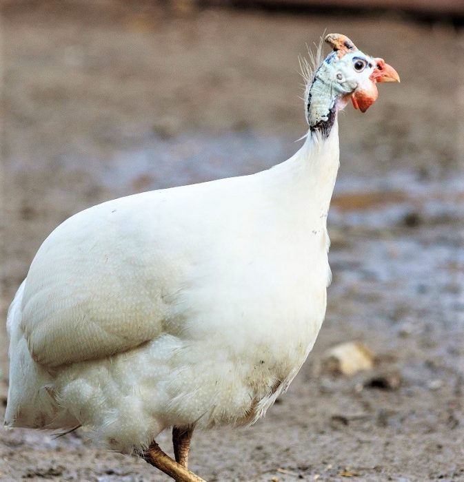 עוף גינאה שמנת