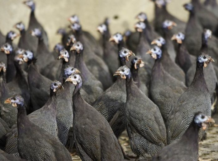 להקה של עופות גינאה מנוקדים אפורים