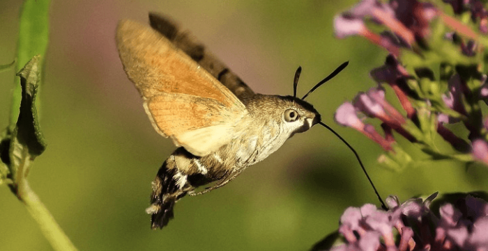 פרפר יאזיקאן