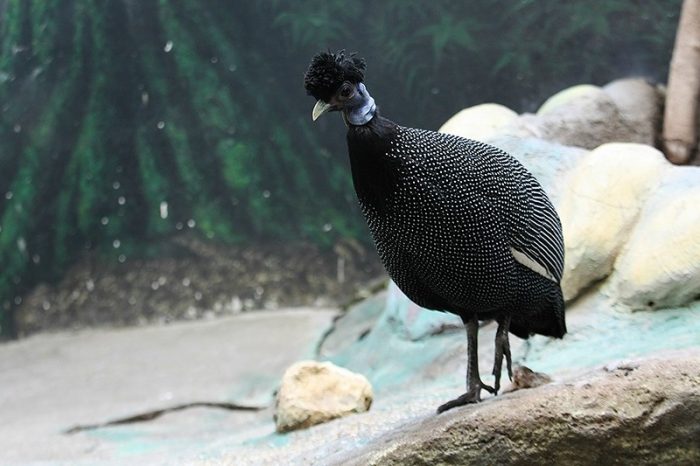 עוף גינאה מצויץ