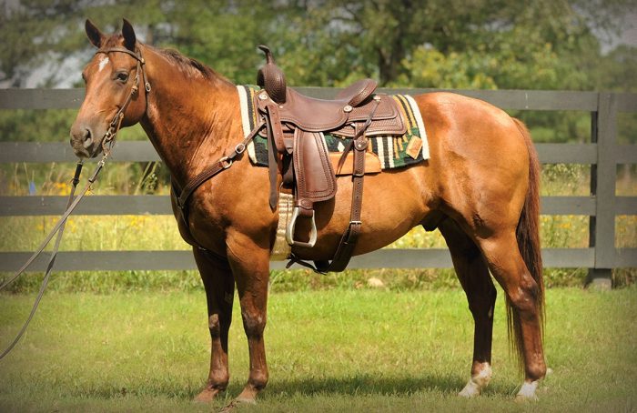 קוורטר הורס