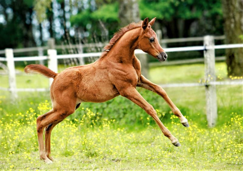 תמונות של הסייחים הקטנים, היפים והחמודים ביותר