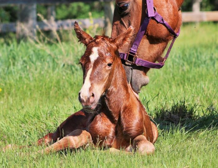 סייח שזה עתה נולד