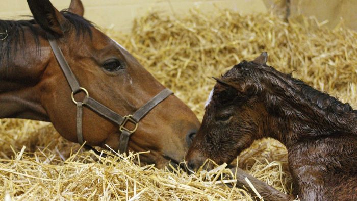 היום הראשון של הסייח