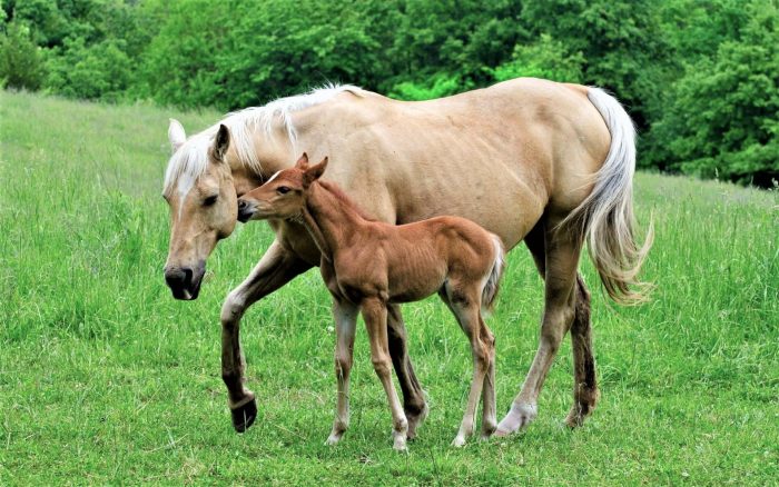 תמיכה באמו של הסייח