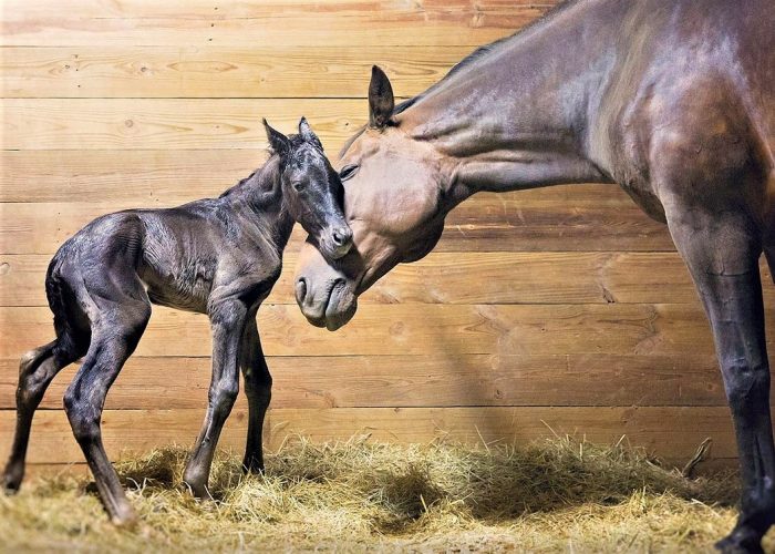 הצעד הלא ודאי של הסייח