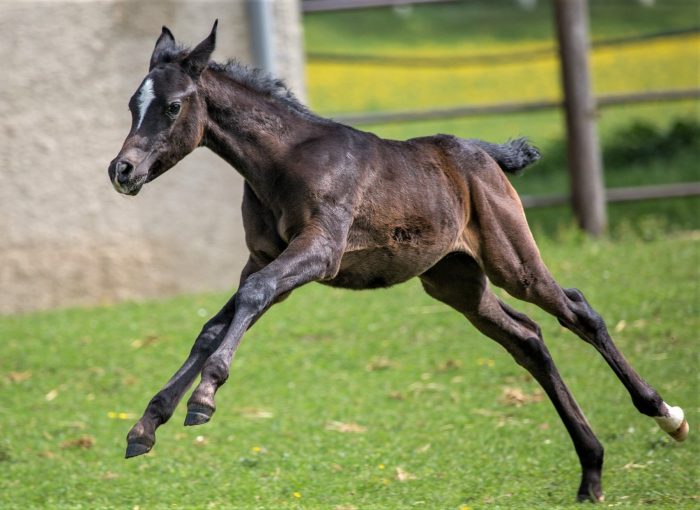 הסייח ​​דוהר