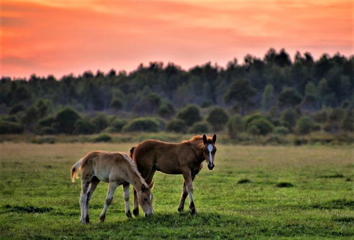 סוסים בשקיעה