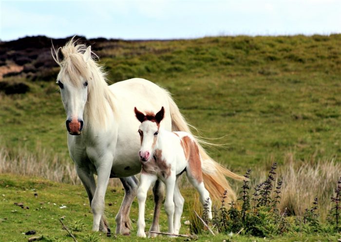 סוסים במרעה