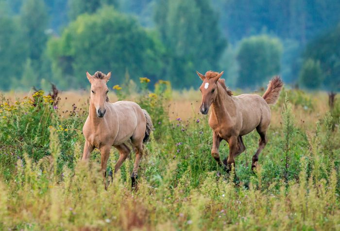 משחק הסייחים