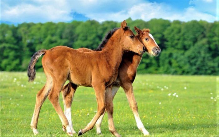 חברות של סייחים