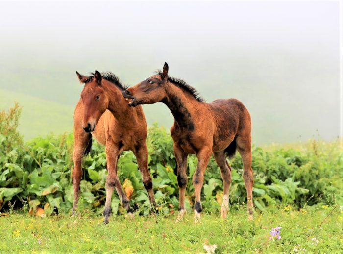 מפגש של סייחים