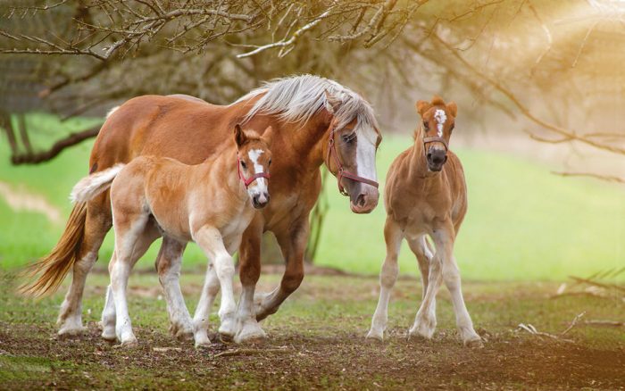 סוס אם עם סייחים
