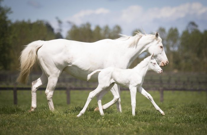 דהירת הסייח