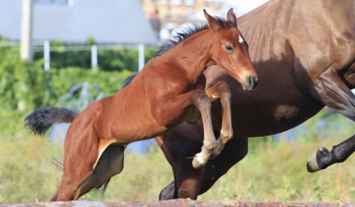 קפיצת הסייח