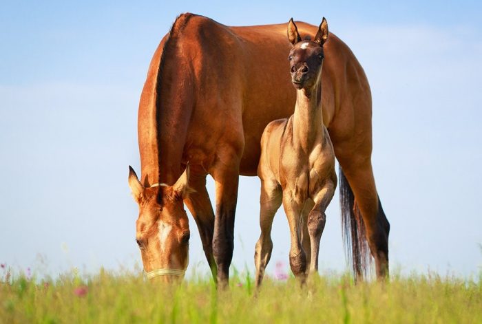 הסייח ​​מחפש עשב