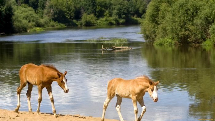 סייחים על החוף
