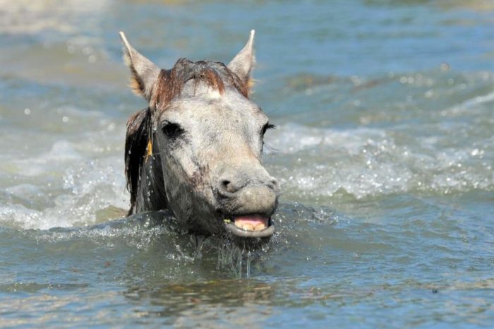 סייח שוחה בנהר