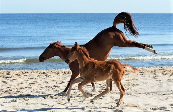 מרוצי סייחים ליד האוקיינוס