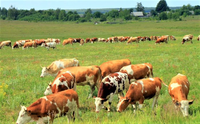 פרות איירשייר רועות