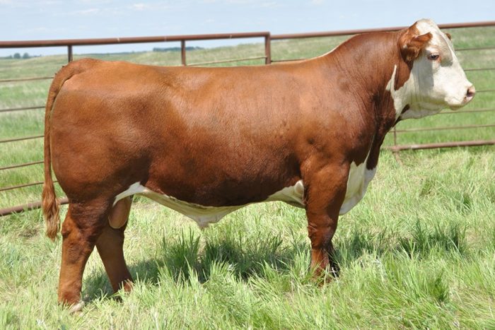 פר הרפורד צעיר