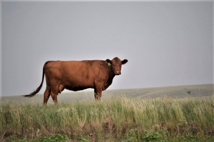 פרה אדומה של טמבוב