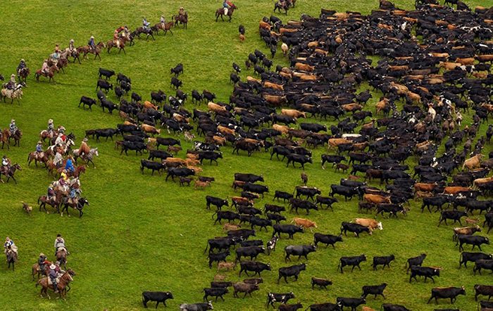 עדר של פרים בקר
