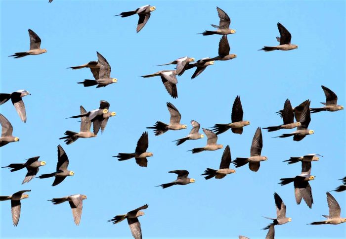 להקה של קוקטיילים פראיים