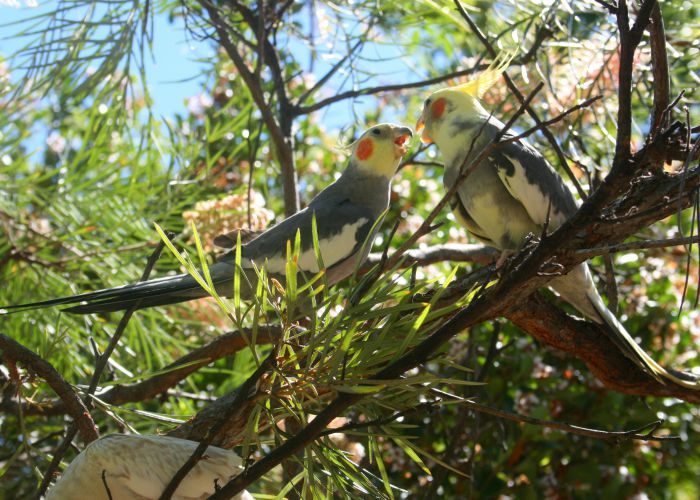 קוקטיילים על עץ אקליפטוס